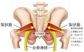 坐骨神経痛の原因は腰 臀部 東京中野新橋 ロアン鍼灸整骨院 東洋医学 接骨院